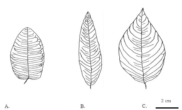 물여뀌 종집단(P. amphibium complex)의 대표적인 잎.