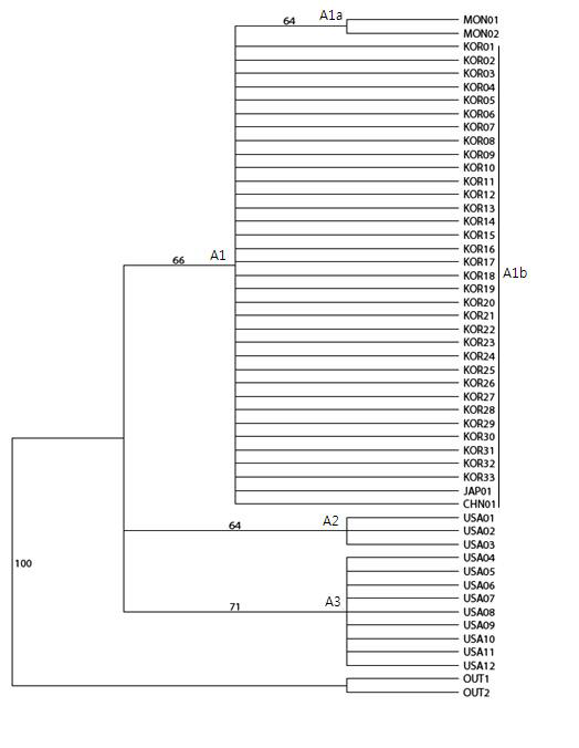 trnL-trnF 구간 자료의 계통분석에서 나온 두 개의 최대절약계통수(most parsimonious tree)로부터 얻어진 엄밀합의계통수(strict consensus tree)