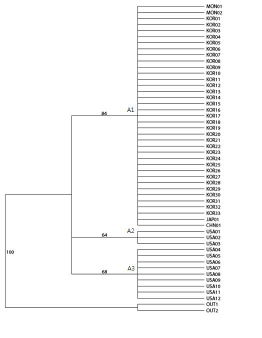 matK 구간 자료의 계통분석에서 나온 두 개의 최대절약계통수(most parsimonious tree)로부터 얻어진 엄밀합의계통수(strict consensus tree)