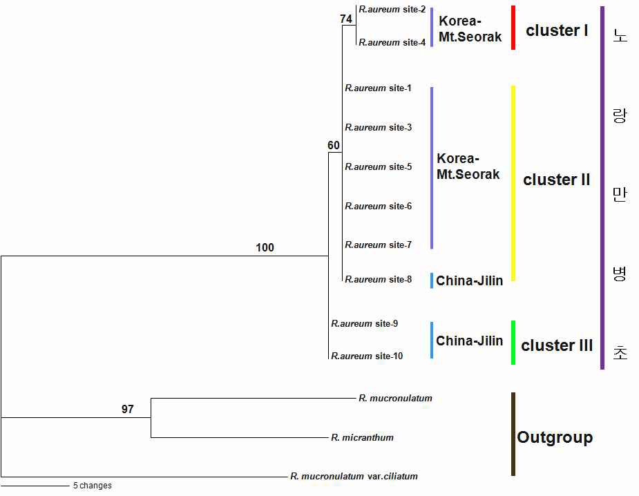 노랑만병초을 포함한 진달래과의 5개 지역 유합 계통수 atpF/H-psbA/trnH-psbK/I-rbcL-matk(MP 분석, bootstrap %).