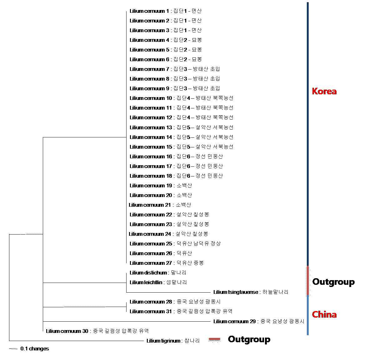 솔나리을 포함한 나리속의 엽록체 유전자(matK, atpF-H, trnH-psbA,psbK-I, rbcL) 계통수(Maximum parsimony).