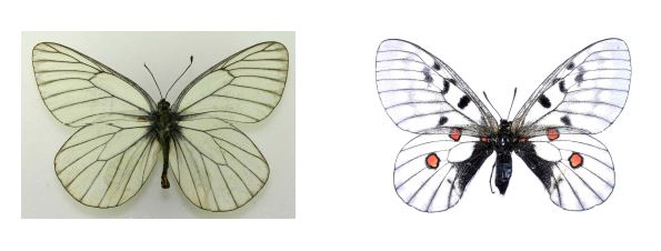 그림 33. 한반도 멸종위기 I급 상제나비(좌)와 멸종위기 II급 붉은점모시나비(우)의 표본사진