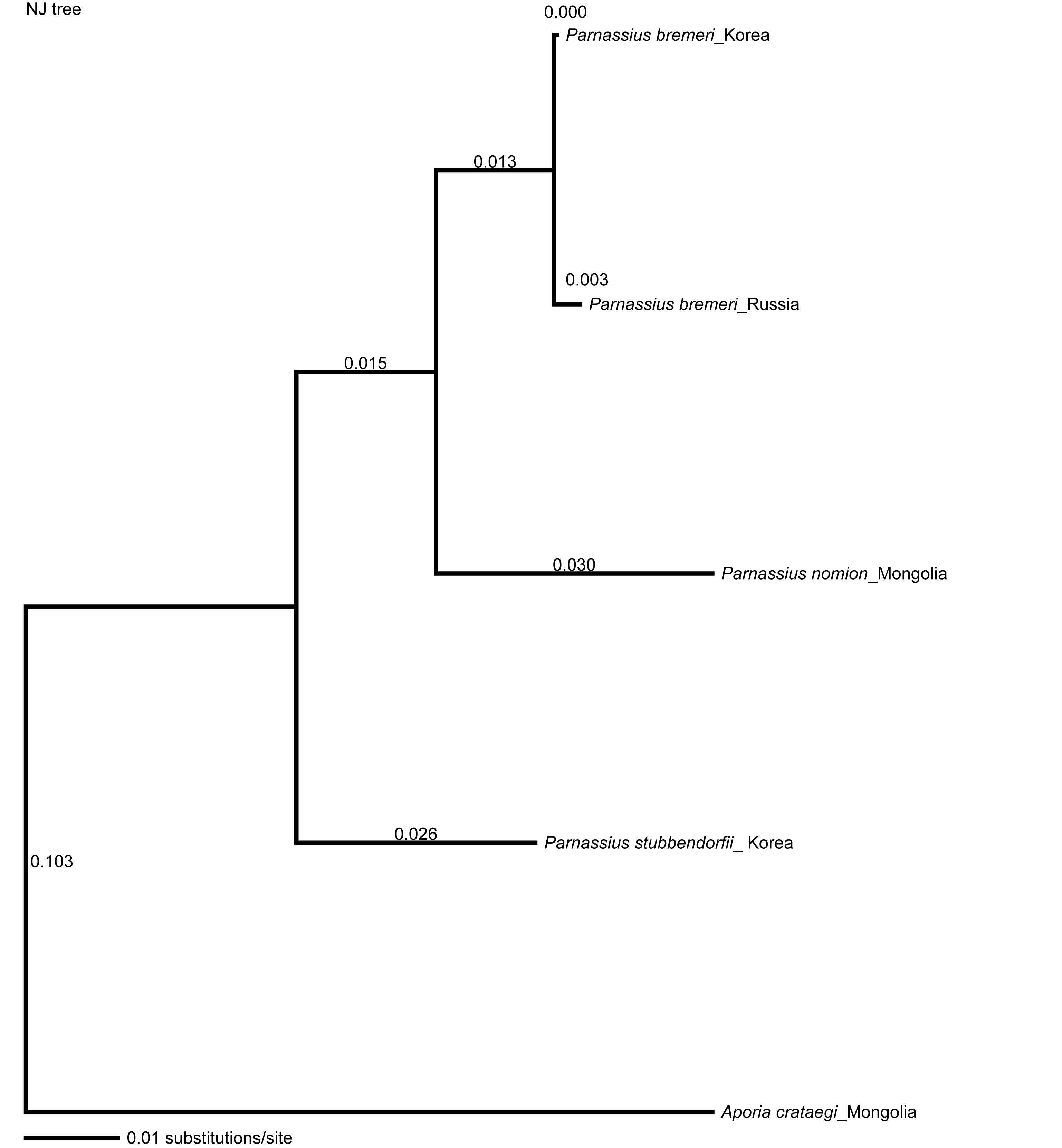 그림 42. COI 유전자를 이용한 Parnassius 속의 NJ tree