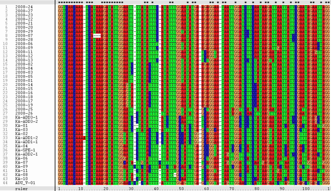 그림 14. DNA 바코드를 위한 Mt DNA COI 염기서열의 일부