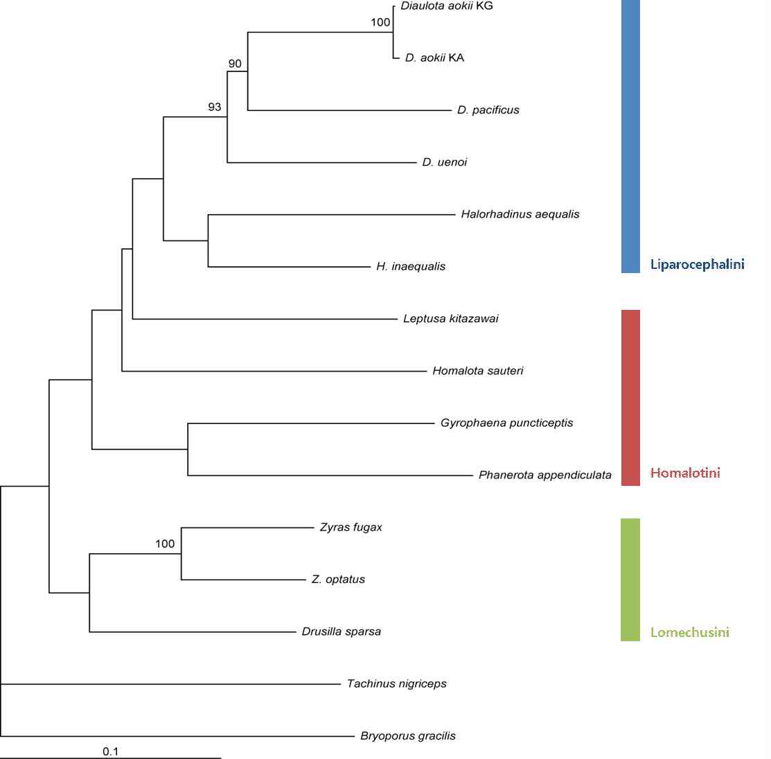 그림 26. COI 유전자를 이용한 딱정벌레목 반날개과의 ML tree