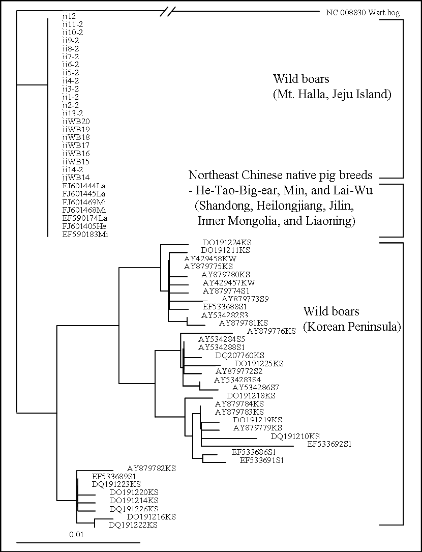 Figure 32. NJ tree constructed using mtDNA CR sequences from wild boars used in this study captured on Mount Halla, Jeju Island. The mtDNA CR sequences, previously reported on the Korean Peninsula by Cho et al.(2009) and Chinese native domestic pig breeds(Larson et al., 2010; Zhao et al., unpublished data), were also used for the construction of phylogenetic tree.