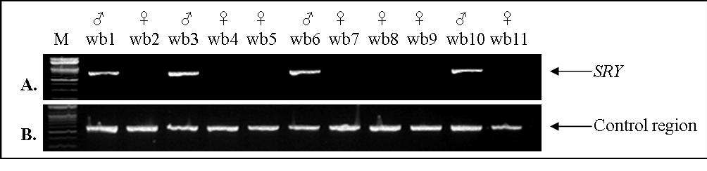 Figure 33. PCR amplification patterns of SRY (A) and the mtDNA control region (B) in 11 wild boar DNA samples collected from Mount Halla, Jeju Island