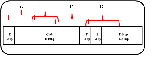 Figure 34. 미토콘드리아 DNA의 PCR 증폭 계략도