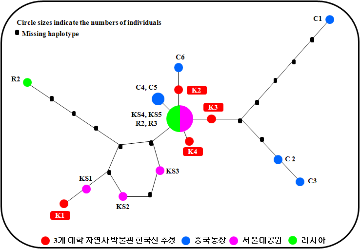 Figure 35. 미토콘드리아 DNA의 cytochrome b 영역 Haplotype network.