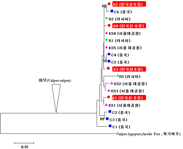 Figure 36. 미토콘드리아 DNA cytochrome b 영역을 이용한 여우의 유전계통관계도