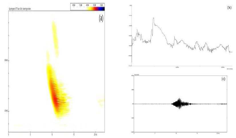 Figure 45. Spectrogram(a), power spectrum(b) and oscillogram(c) of single echolocation call of M. macrodactylus in flight.