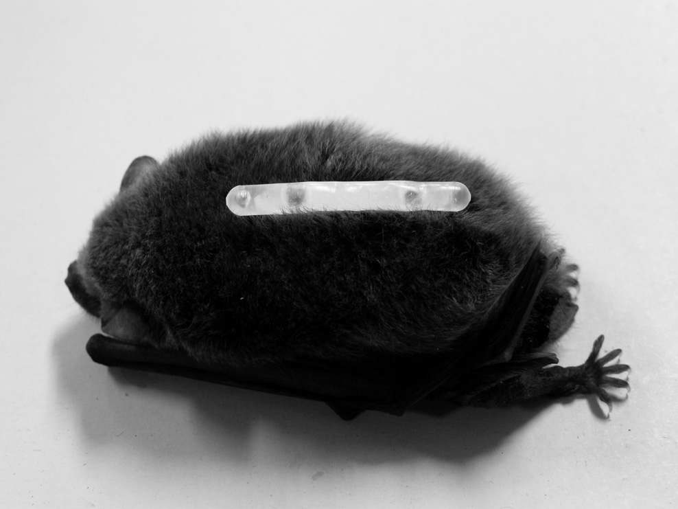 Figure 47. Photograph of chemiluminescent tag in Pipistrellus abramus