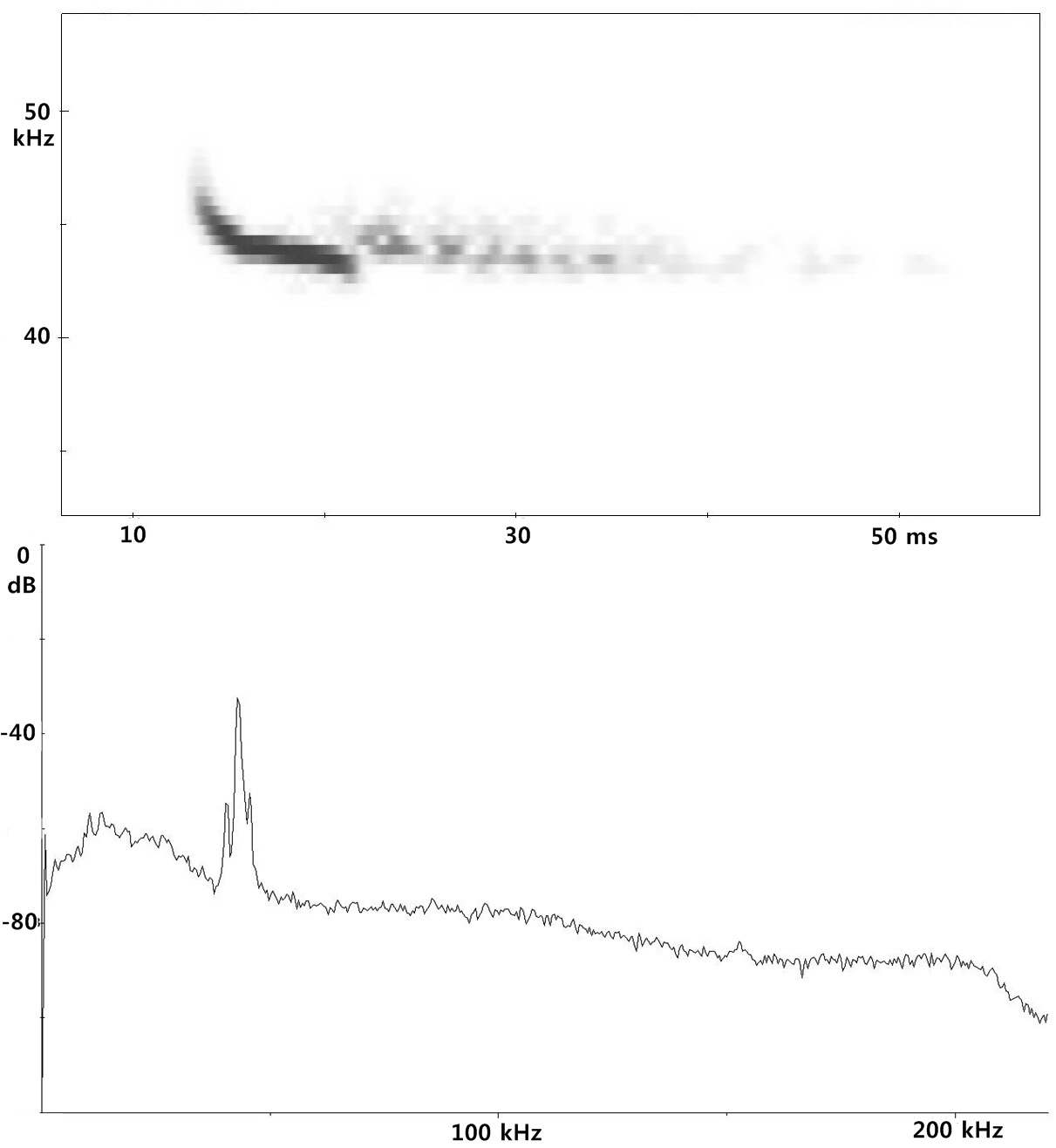 Figure 51. Spectrogram and power spectrum of Pipistrellus abramus in open space.