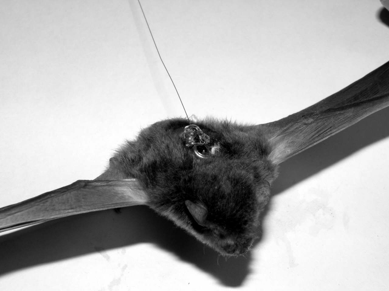 Figure 57. Photograph of radio-tracked Pipistrellus abramus and attachedtransmitter.