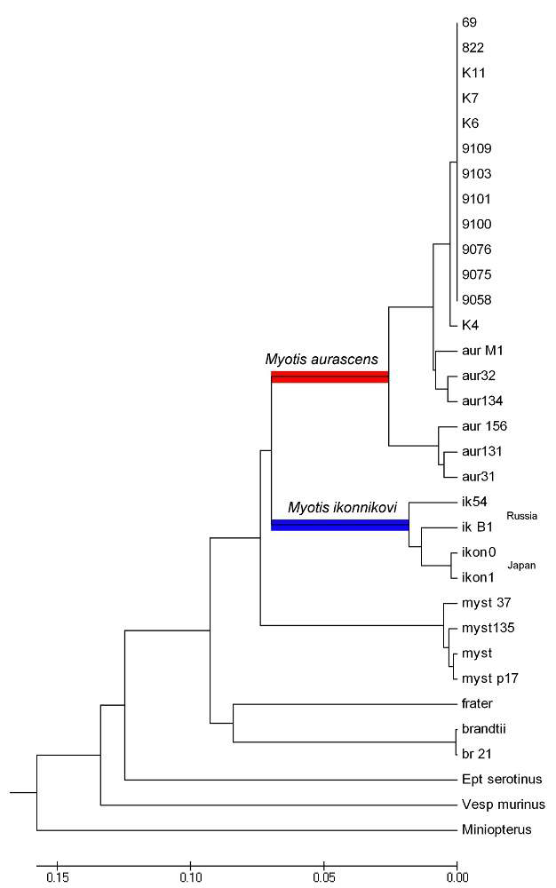 Figure 9. NJ tree of complete cytochrome b sequences of M. aurascens and other Selysius species.