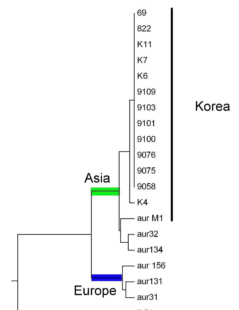 Figure 10. Two clades within M. aurascens