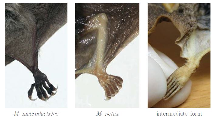 Figure 11. Membrane attachment in Korean Leuconoe bats.