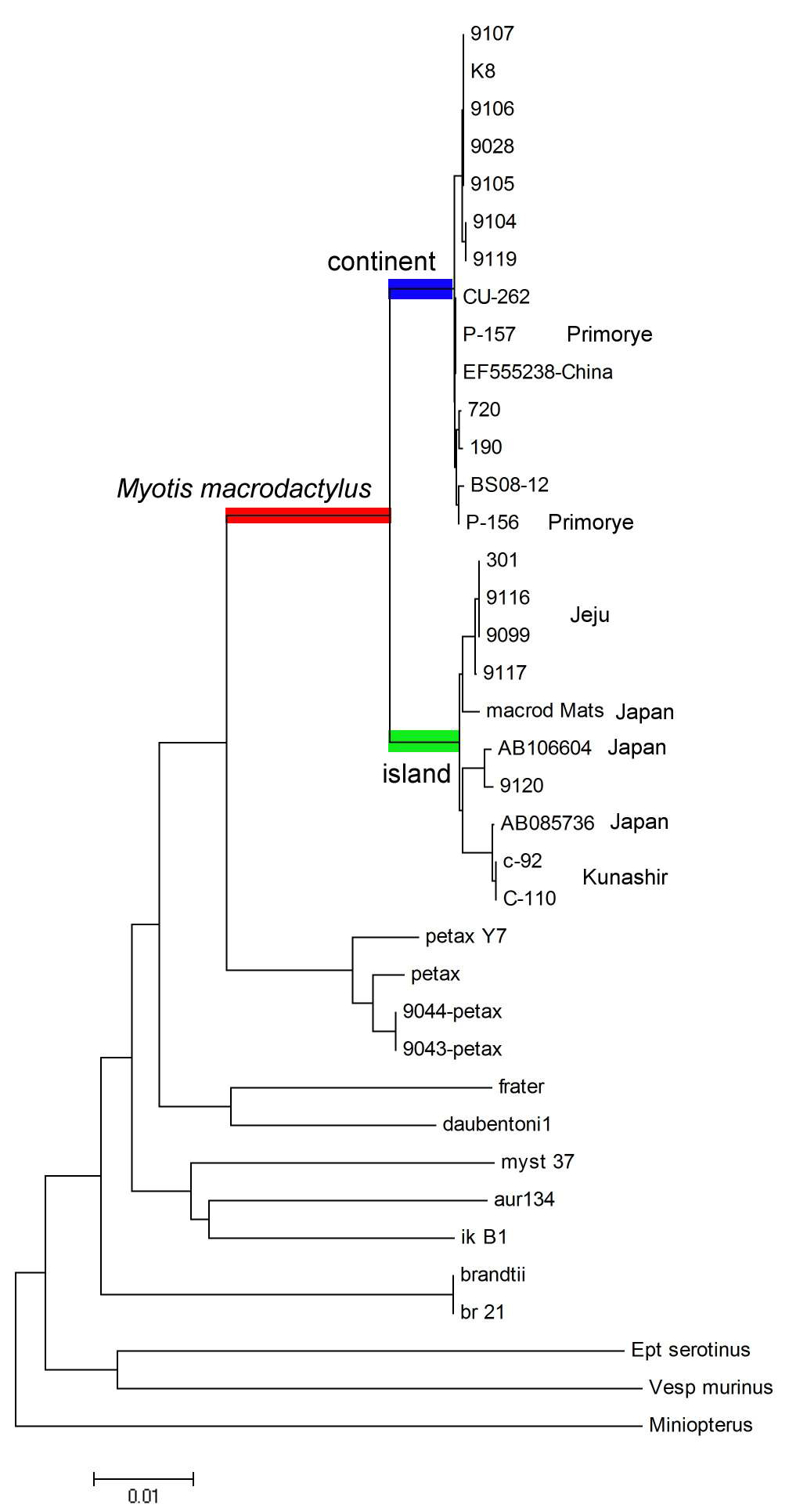 Figure 13. NJ tree of complete cytochrome b sequences of Leuconoe species distributed in Korea.