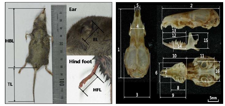 Figure 16. 작은땃쥐 외부형태와 두개골 형질 측정부위