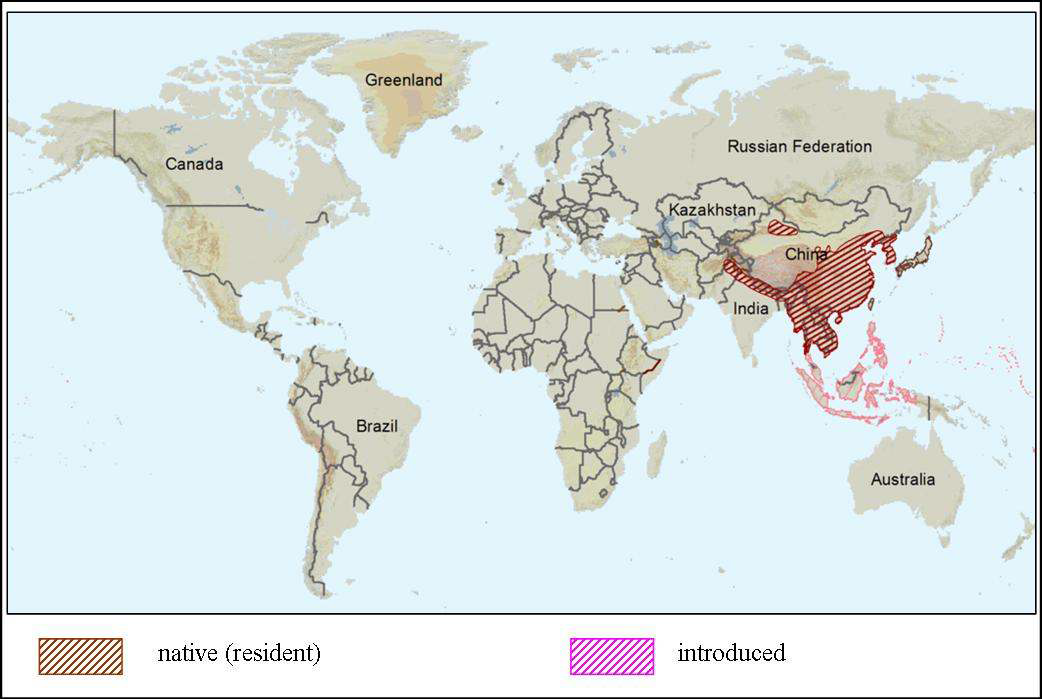 Figure 22. Distr- i67b -ution of Rattus tanezumi. Distribution of R. tanezumi is restricted on East and South Asia.