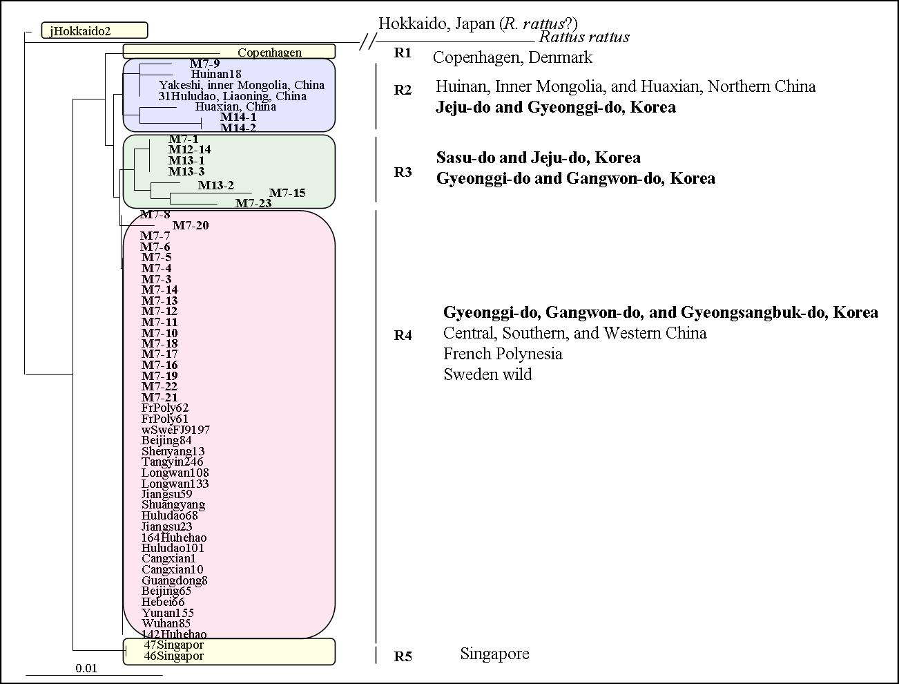 Figure 23. NJ tree constructed using mtDNA partial CYTB sequences from Norway Rat(Rattus norvegicus).