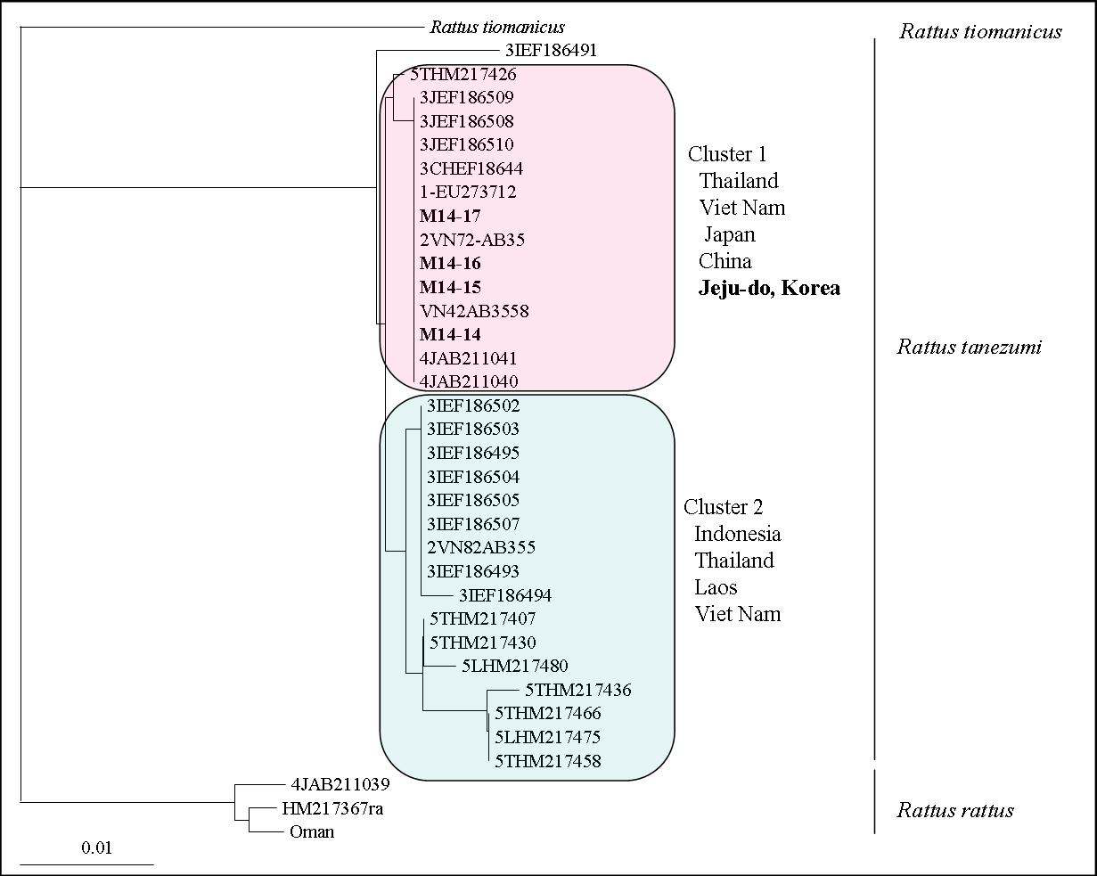 Figure 24. NJ tree constructed using mtDNA partial CYTB sequences from Asian House Rat(Rattus tanezumi).