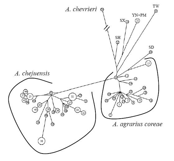 Figure 26. Median network tree inferred from CYTB haplotypes including outgroup species