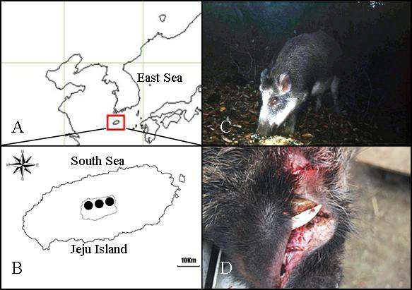 Figure 30. Collection areas(A and B) and photographs of wild boars. C was obtained by a motion-capturing remote camera. D shows an uncut canine tooth obtained from a captured wild boar in Mount Halla, Jeju Island(kindly provided by collectors).