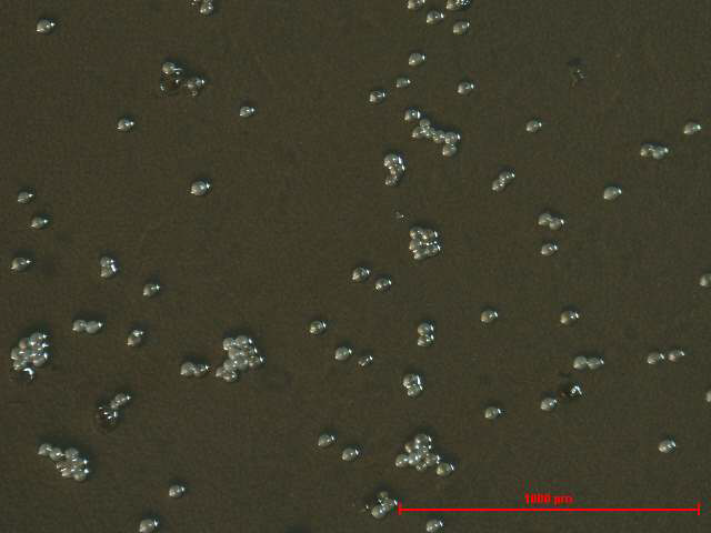 그림 3-35. MS(설탕(sucroes) 20g/L, 한천(agar) 7g/L, PDB50%)배지에 치상한 제주고사리삼 포자.