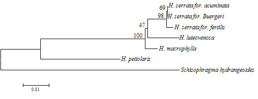 그림 3-166. Neighbor-joining 방법을 이용한 수국속 ITS(Internal Transcribed Spacer)유전자의 계통수.