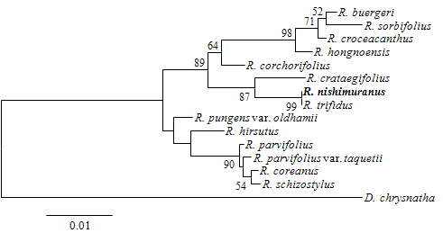 그림 3-169. 산딸기속 trnL-trnF 유전자의 계통수.