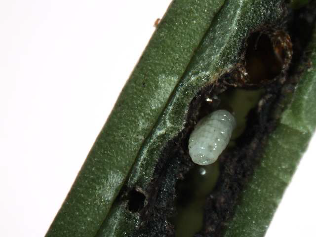 그림 3-175. 은대난초 꼬투리 내부를 섭식하고 있는 애벌레 및 번데기