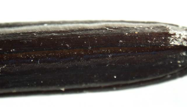 그림 3-176. 무엽란 종자의 표면