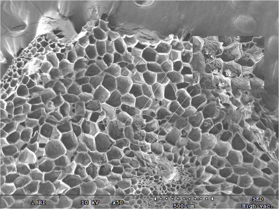 그림 3-181. 애기천마 근경(rhizome) 조직내의 공생균