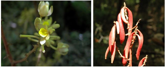 그림 3-183. 좌측; 으름난초의 꽃, 우측; 으름난초의 열매(꼬투리)