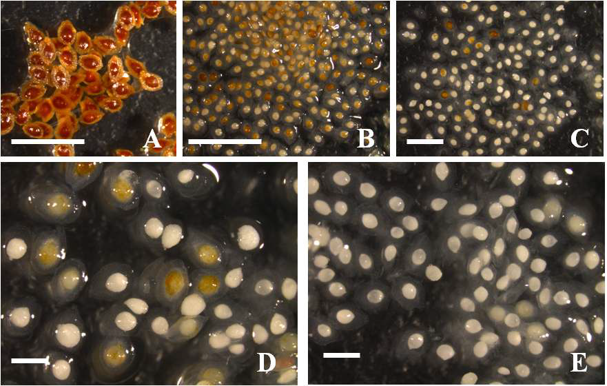 그림 3-194. 차아염소산나트륨(NaOCl) 처리 농도에 따른 으름난초 종자.