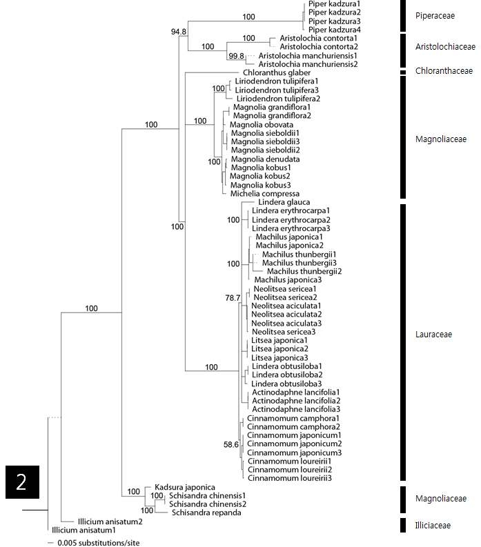 그림 2의 2번 clade에 해당하는 종의 연관관계도