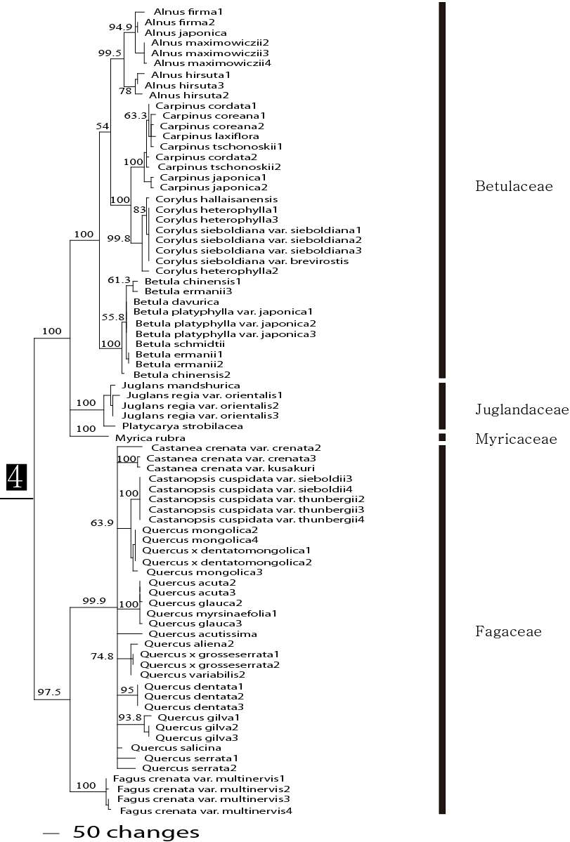 그림 2의 4번 clade에 해당하는 종의 연관관계도