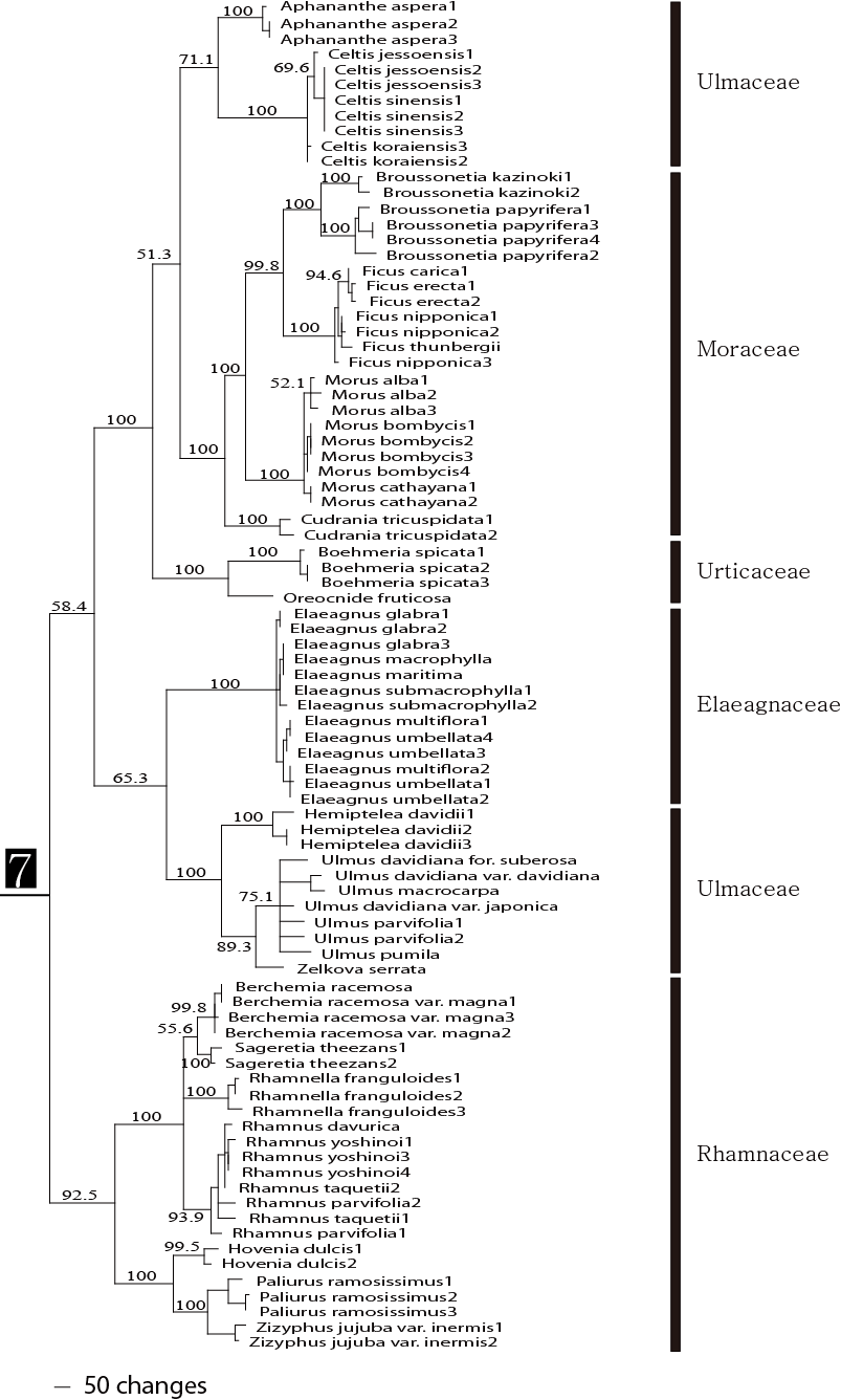 그림 2의 7번 clade에 해당하는 종의 연관관계도