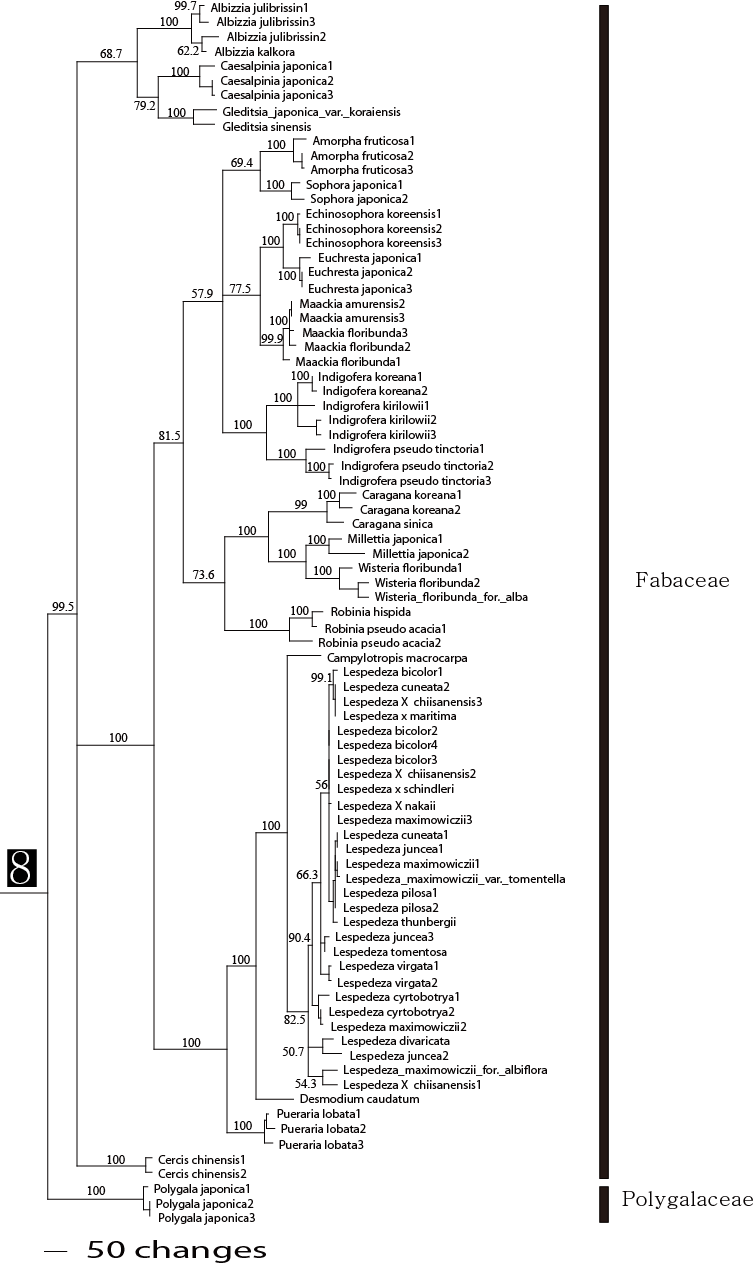 그림 2의 8번 clade에 해당하는 종의 연관관계도