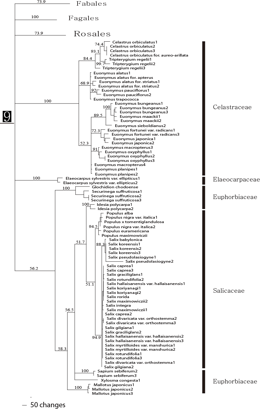 그림 2의 9번 clade에 해당하는 종의 연관관계도