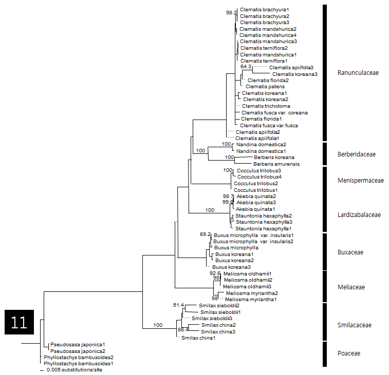 그림 2의 11번 clade에 해당하는 종의 연관관계도