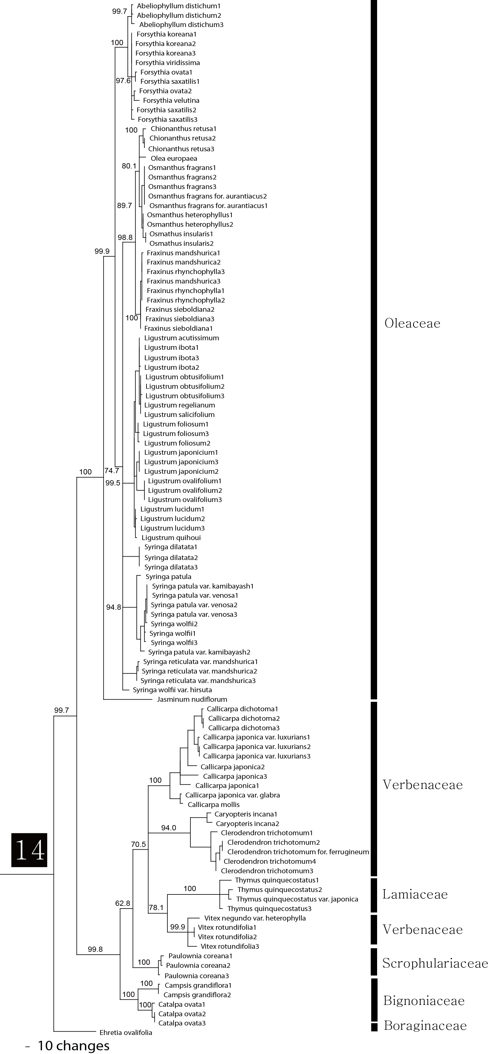 그림 2의 14번 clade에 해당하는 종의 연관관계도