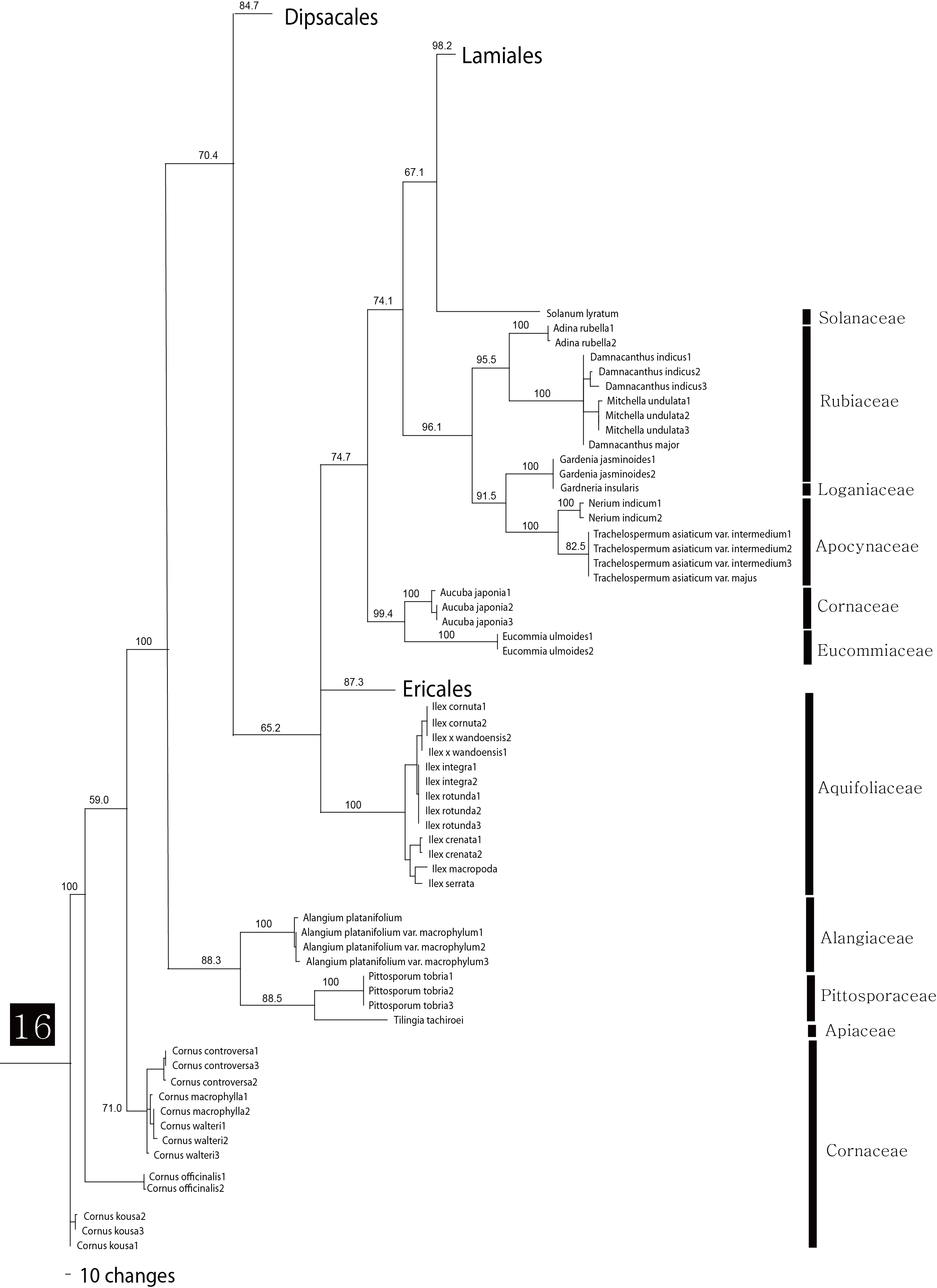 그림 2의 16번 clade에 해당하는 종의 연관관계도