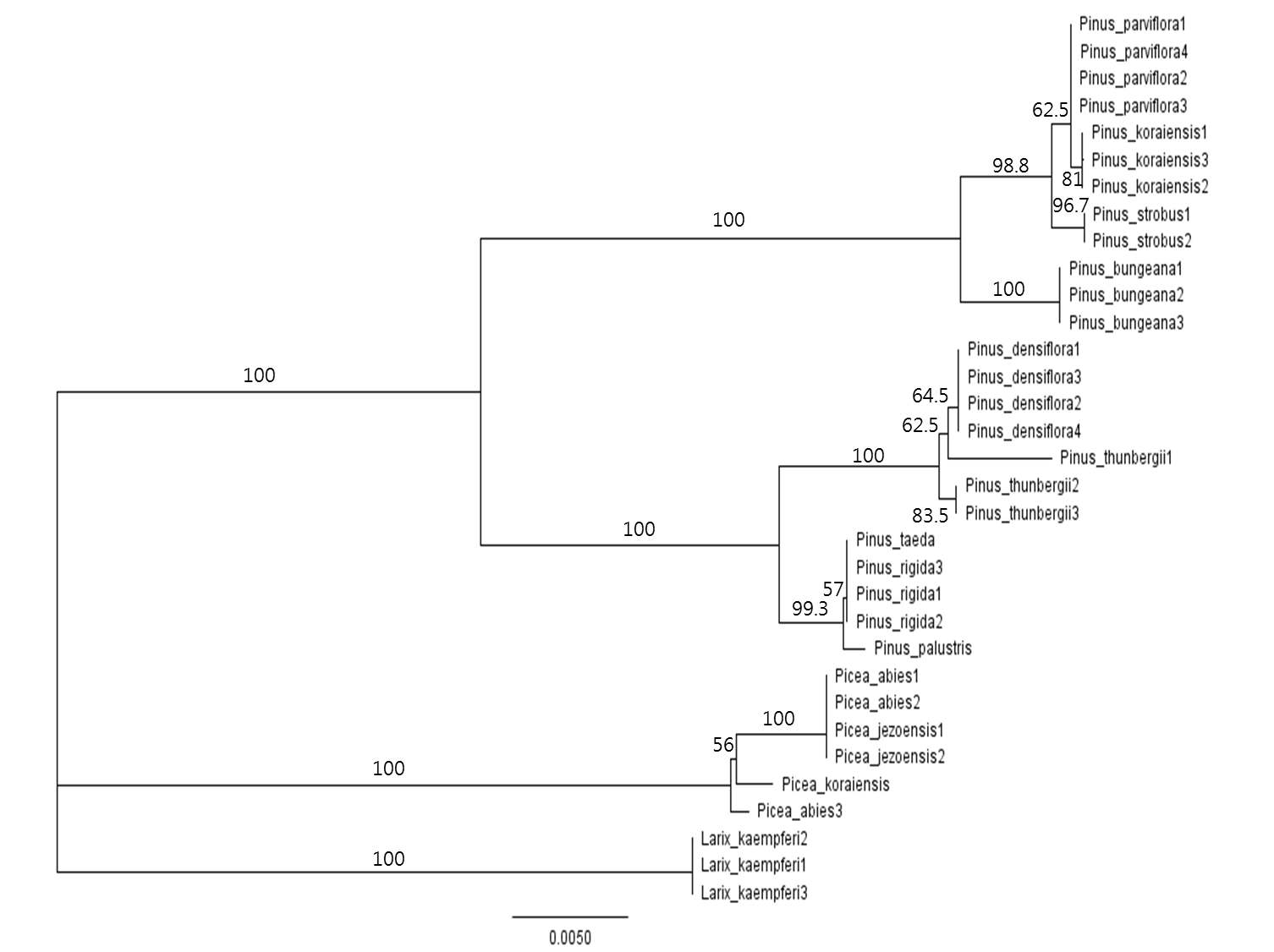 Pinus속에 대한 바코드 마커 유합(matK+atpF-atpH+psbK-psbI) 계통수