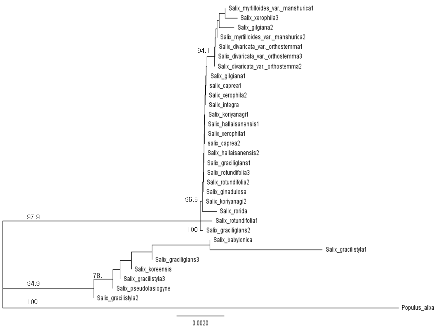 Salix속에 대한 바코드 마커 유합(rbcL+matK+psbK-psbI) 계통수