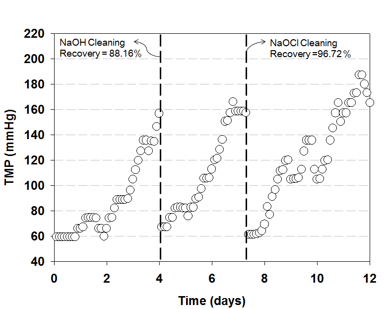 NaOH와 NaOCl의 TMP 회복률 실험