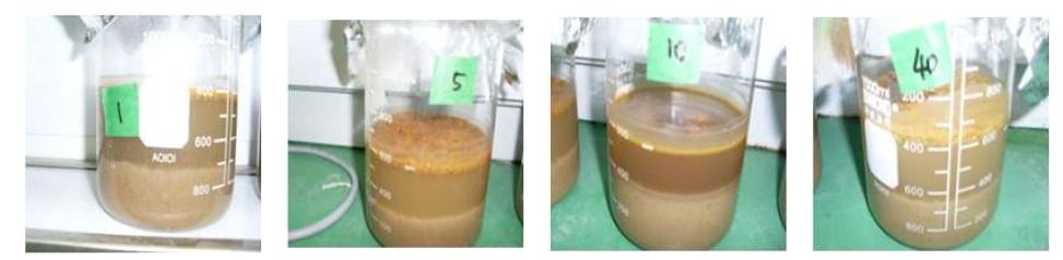 1차 Jar-test (PAC 17% 20배 희석) (좌측부터 1, 5, 10, 40 mL 주입 후 1일 경과).