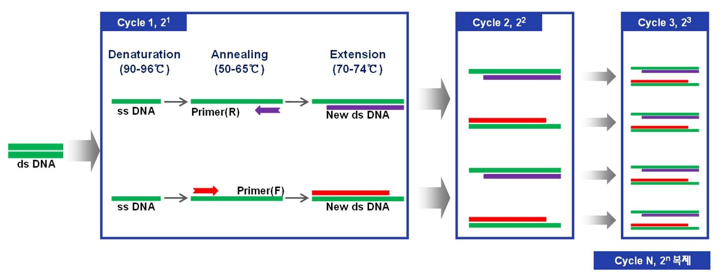 그림 3-52 중합효소반응(PCR) 기본원리