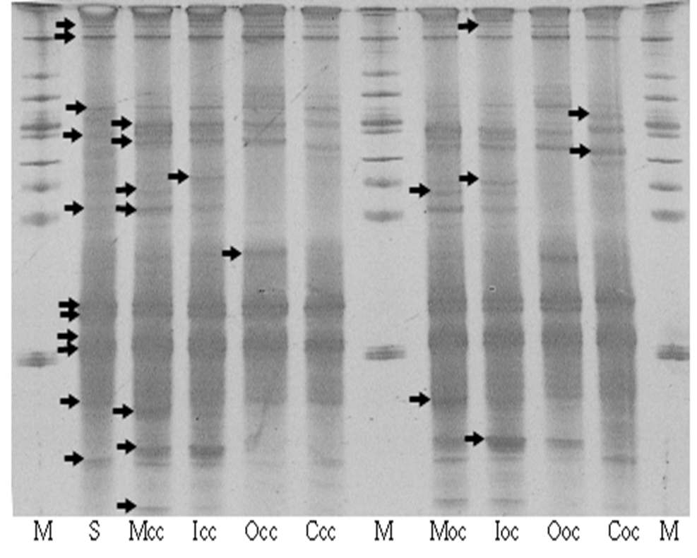 그림 3-71 조건 별 생물환원전극 부착 미생물의 DGGE 밴드 프로파일 - M: marker (1kbps DNA ladder), S: seeding sludge, Mcc/Moc; 닫힌회로의 R1 환원전극과 열린회로의 R1 환원전극, Icc/ Ioc; 닫힌회로의 R2 환원전극과 열린회로의 R1 환원전극, Occ/ Ooc; 닫힌회로의 R3 환원전극과 열린회로의 R1 환원전극, Ccc/ Coc; 닫힌회로의 R1 환원전극과 열린회로의 R4 환원전극